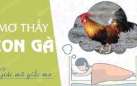 Mơ thấy gà chơi xổ số bao nhiêu trúng chắc